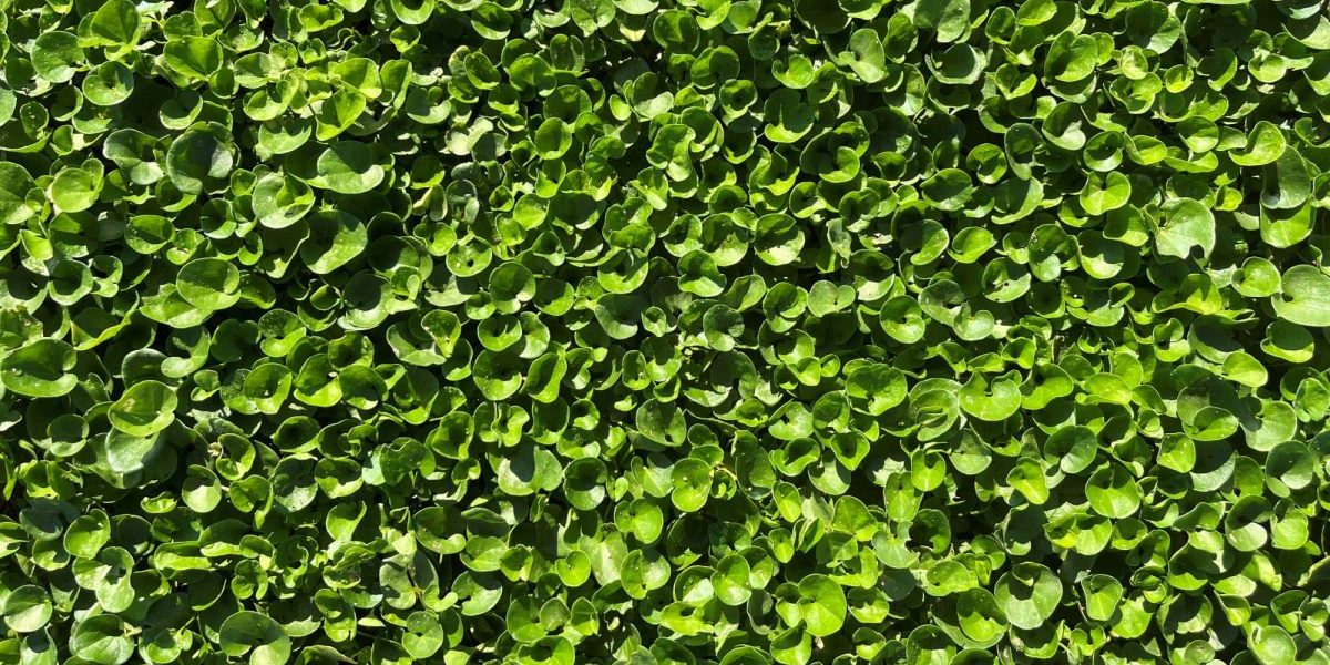 Dichondra Repens - Tepeservi - Césped Natural