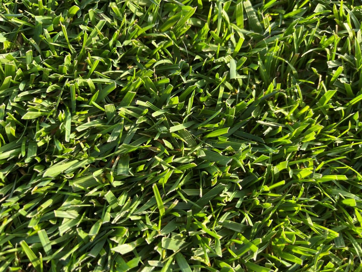 Césped natural Extrem Grass de Tepeservi, una mezcla de Bermuda Tifway 419 y Festuca arundinácea con gran resistencia y color verde permanente.