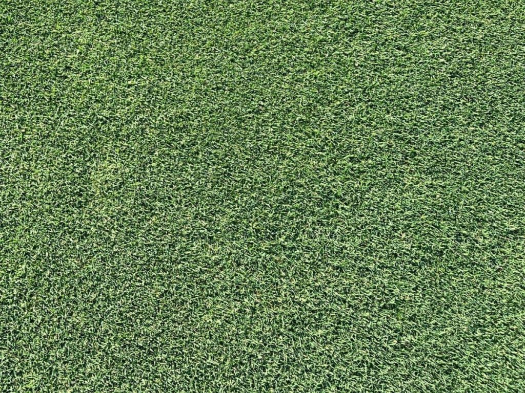 Detalle del césped natural Bermuda Tahoma 31 cultivado por Tepeservi, una variedad de alta resistencia para jardines y campos deportivos.
