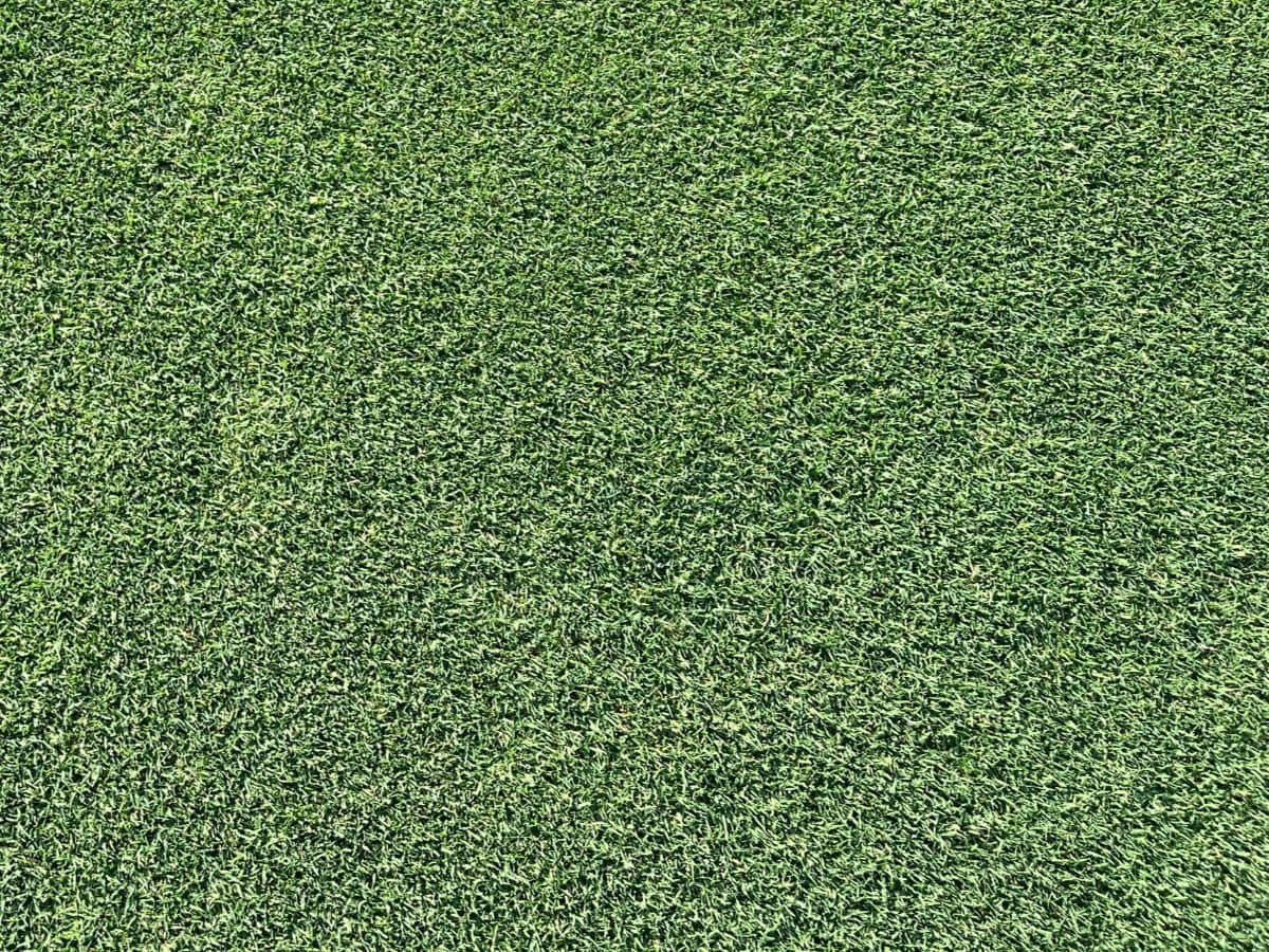 Detalle del césped natural Bermuda Tahoma 31 cultivado por Tepeservi, una variedad de alta resistencia para jardines y campos deportivos.