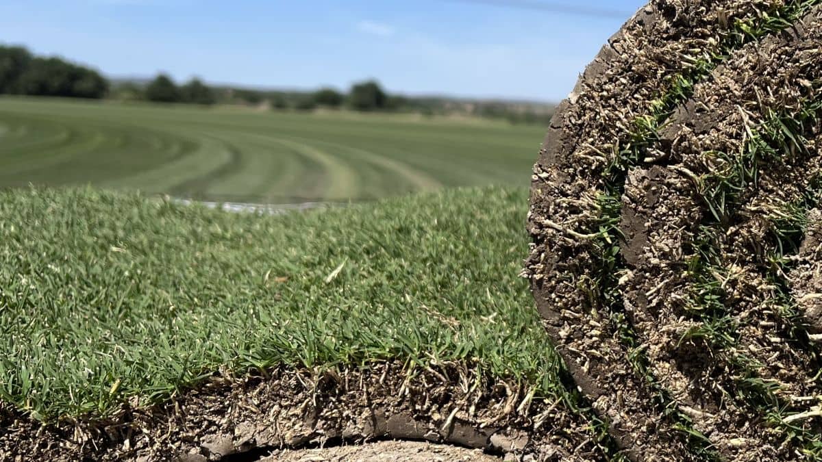 Tepe de césped C4 Bermuda Híbrida Tahoma 31 - Tepeservi