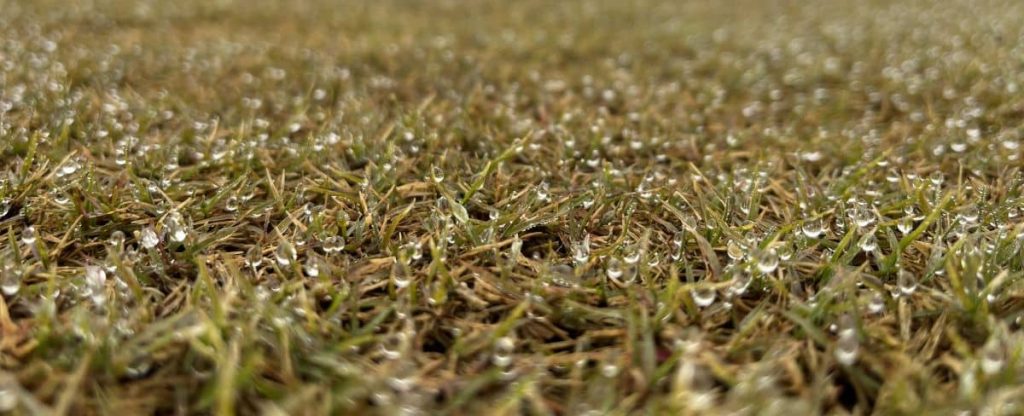 Recuperación del color verde de la Bermuda Híbrida en primavera - Tepeservi