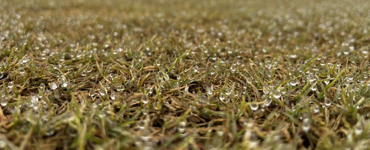 Recuperación del color verde de la Bermuda Híbrida en primavera - Tepeservi