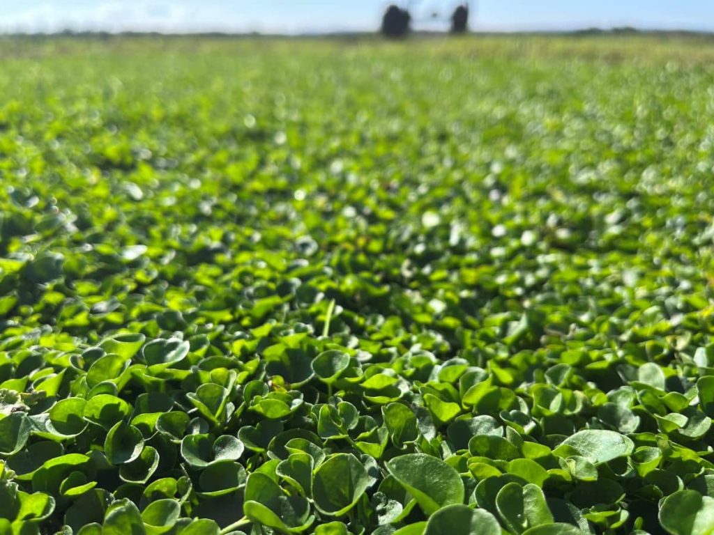 Variedad de Dichondra Repens en Finca - Tepeservi