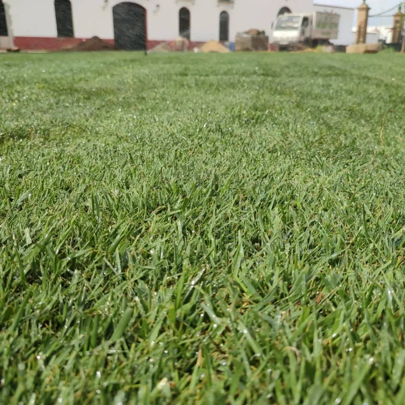 Jardín con la variedad de césped natural Extrem Grass - Tepeservi