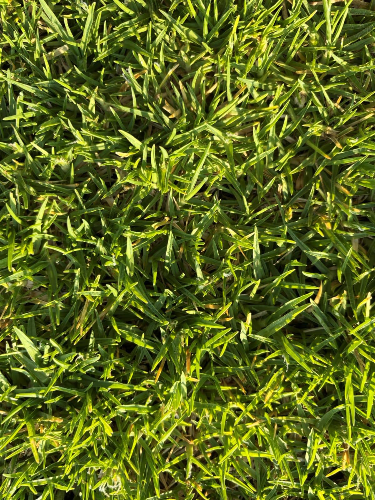 Village Green. Césped Natural - Tepeservi