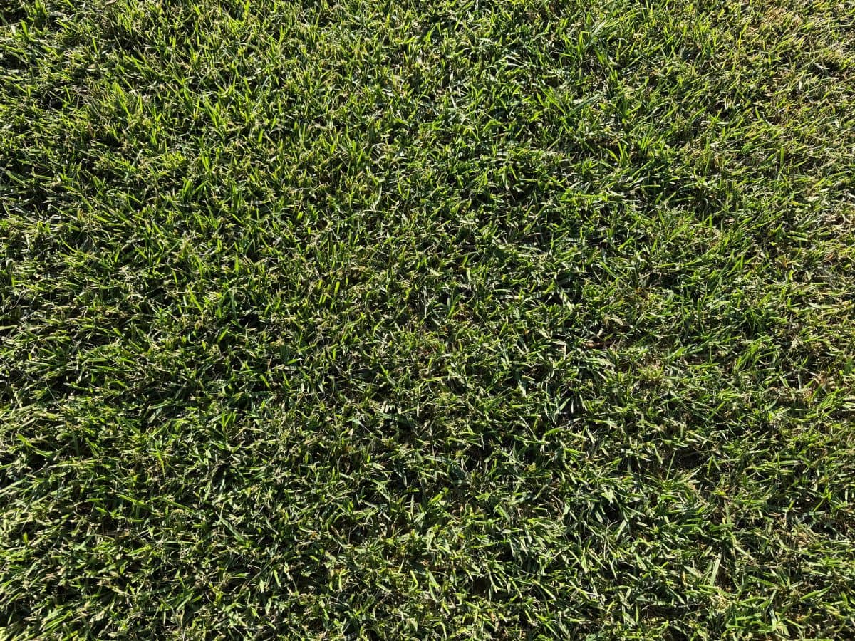 Variedad de Césped natural Poa Pratensis - Tepeservi