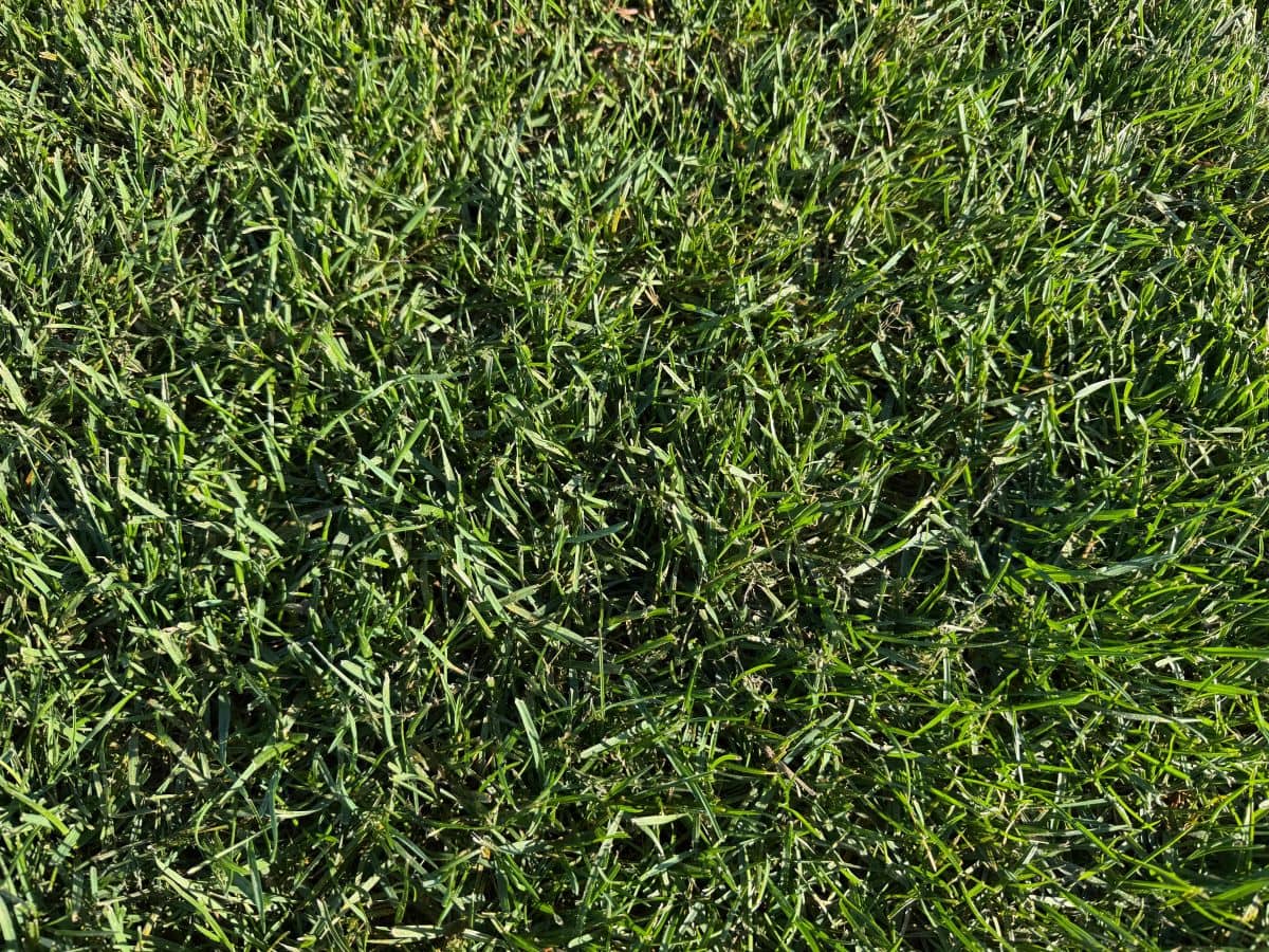 Variedad de césped natural poa pratensis en finca - Tepeservi